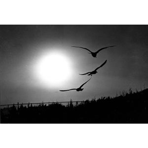 結伴飛舞：八丈島